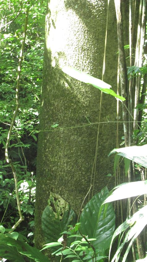 Image result for Sand Box Tree Pod Explosion