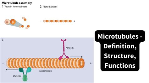 Mode of Transport Across Plasma Membrane - Biology Notes Online