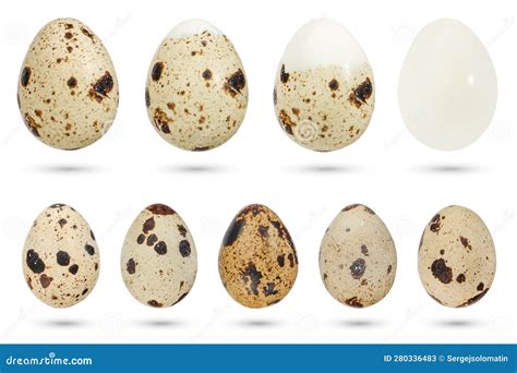 Huevos De Codorniz Aislados De Fondo Blanco. Un Conjunto De Huevos De ...