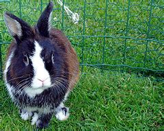 Der Osterhase wird hier in den Ostertagen nicht oft zu sehen sein, denn ...