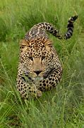 leopard 的图像结果