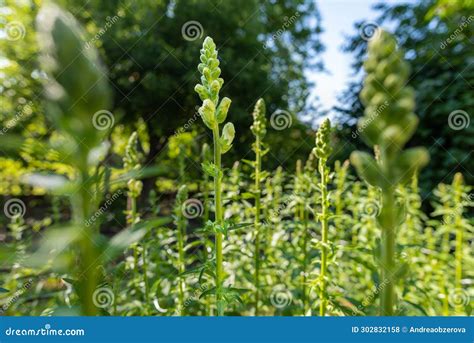 Snapdragon Flower Bud