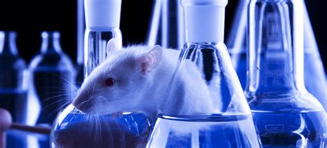 Image result for Mouse Genetics