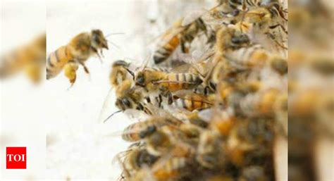 Bees can count with just four brain cells: Study - Times of India