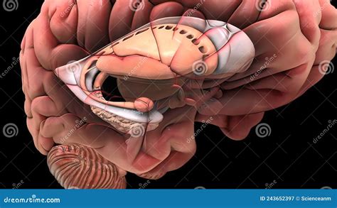 Image result for Brain Decimation