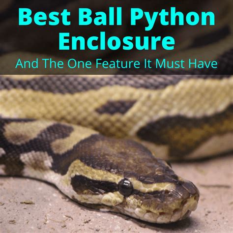 Image result for 15 Foot Python Enclosure