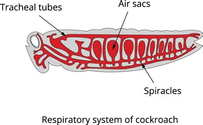The process of breathing in animals — lesson. Science CBSE, Class 7.