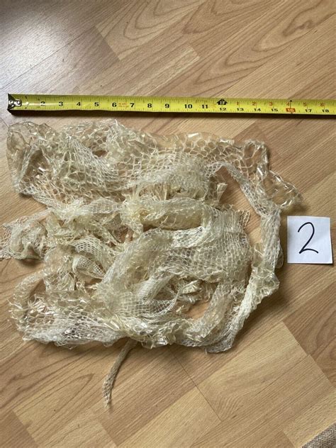 Image result for Python Skin Shed