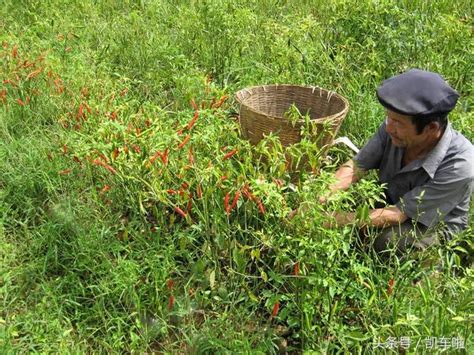 川椒种业：辣椒栽培技术的田间管理对高产的影响 - 川椒种业