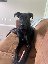 8 month old Great Dane/German Shepherd Mix : r/greatdanes