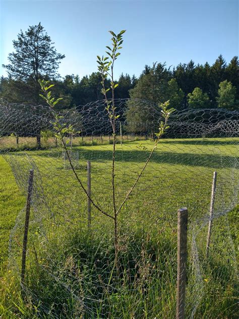 Young Honey crisp apple tree look normal? Zone 5b : r/marijuanaenthusiasts