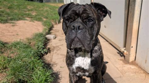 Hamelner Heimtier der Woche: Amna - ein wohlerzogener Cane-Corso-Boxer-Mix