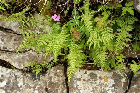 Fern identification – Botanical Society of Britain & Ireland