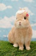 Image result for White Fluffy Bunny Ears