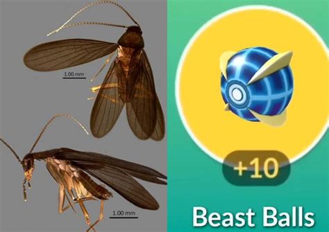 Rare Cockroach 的图像结果