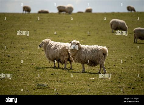 Image result for Gum Paste Welsh Sheep