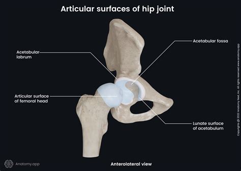 Hip joint | Anatomy.app
