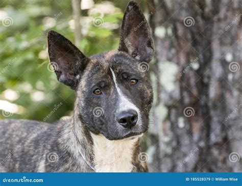 Brindle Dutch Shepherd and Akita Mix Breed Dog Stock Image - Image of ...