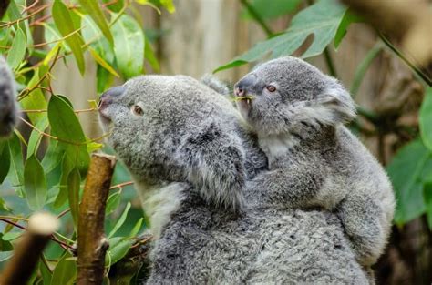 Image result for Object Complement Examples