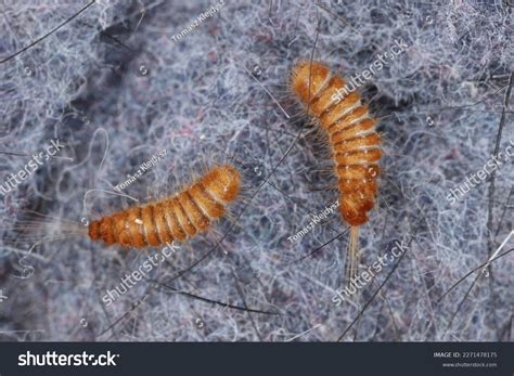 Larva Larvae Carpet Beetle Anthrenus Trogoderma Stock Photo 2271478175 ...