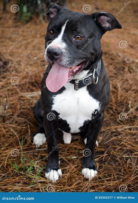 Black and White Pit Bull stock image. Image of bull, georgia - 83542377