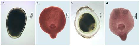 Helminth Parasites of Invasive Freshwater Fish in Lithuania