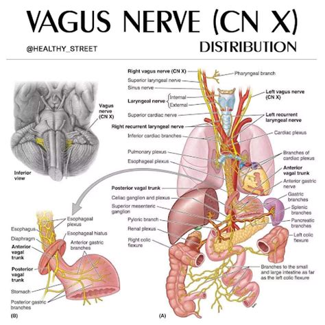 Image result for Vagus Nerve Function