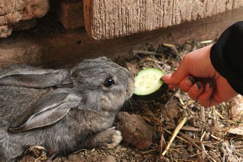 Can Rabbits Eat Cucumbers Is it Safe