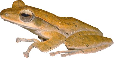 Tune In For A Frog Orchestra! | Nature inFocus