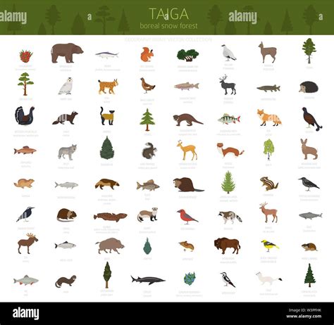 Taiga Animals And Plants Taiga Biome | Definition, Plants & Animals