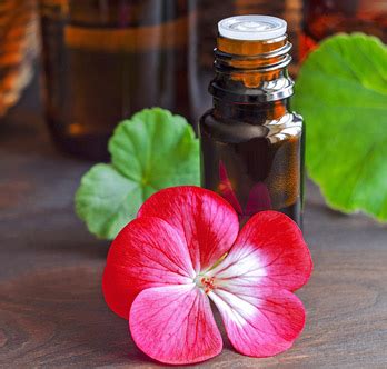 Neroli Floral Water – Neoessentialoils.com