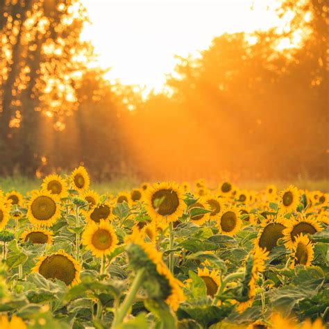 Download wallpaper 1280x1280 sunflowers, flowers, field, sun, rays ...