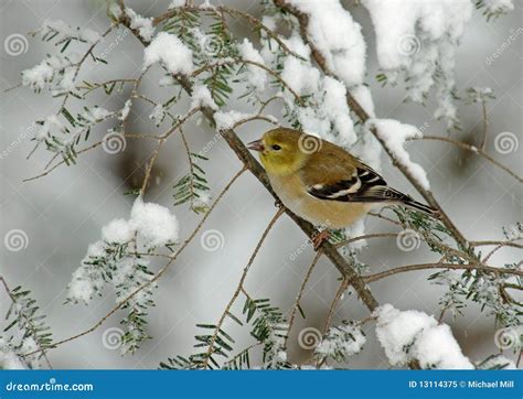 American Goldfinch in Winter Snow Stock Image - Image of perch ...