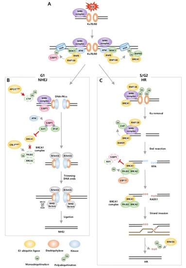 Ubiquitination Links DNA Damage and Repair Signaling to Cancer Metabolism