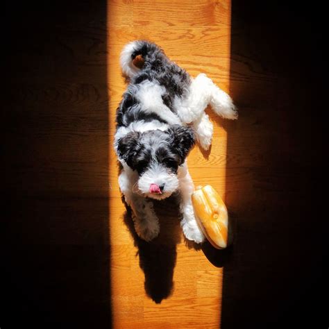 Maxi Cockapoo 的图像结果