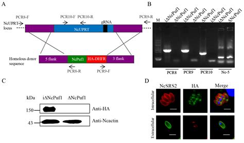 NcPuf1 Is a Key Virulence Factor in Neospora caninum