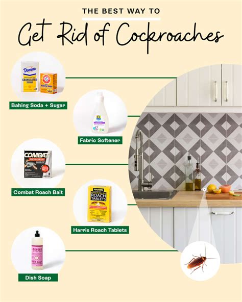 How to Kill Cockroach 的图像结果