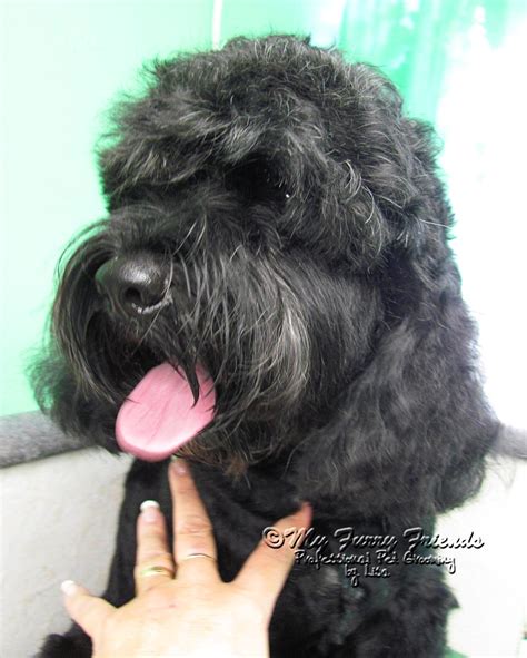 Image result for Cockapoo Tail