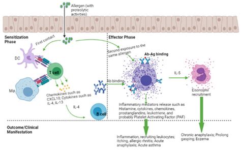 Targeting IgE and Th2-Cytokines in Allergy: Brief Updates on Monoclonal ...