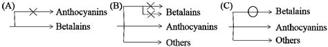 Research Progress of Betalain in Response to Adverse Stresses and ...