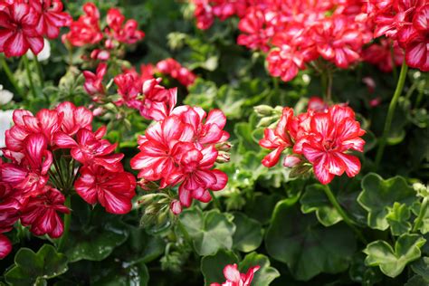 Growing Geraniums Indoors | Home & Garden Information Center