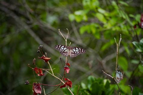 Cockroach Lifecycle 的图像结果