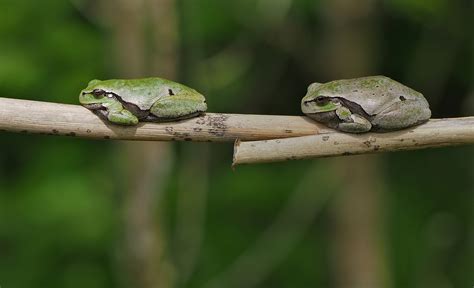 Eastern Tree Frog 的图像结果