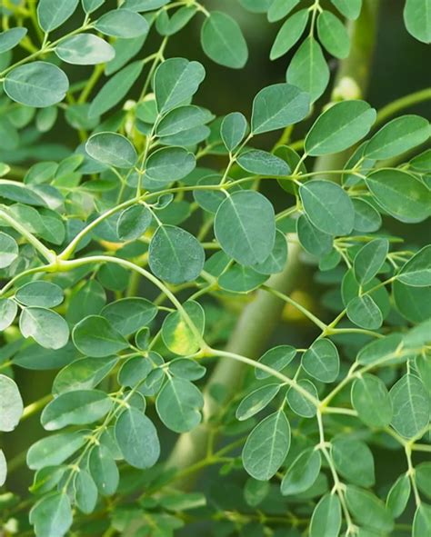 Drumstick Plant, Moringa, Muringa Tree, Medicinal Plants, ड्रमस्टिक का ...