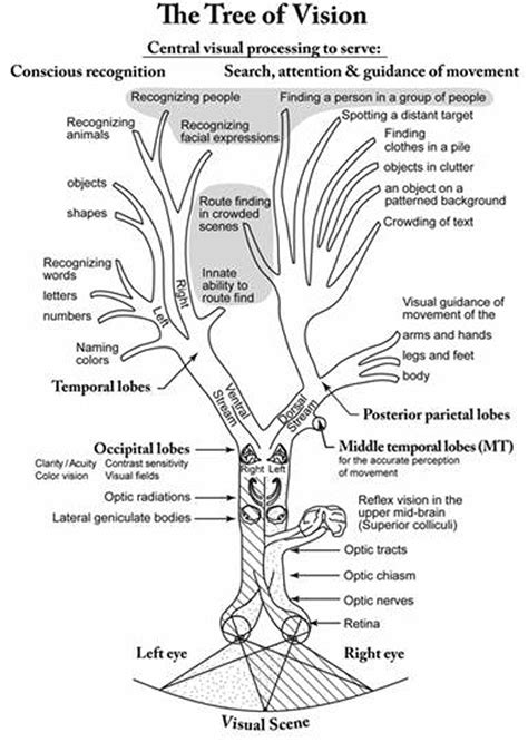 Image result for Visual Learning Disorder