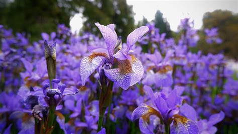Iris Flower Meaning in the Language of Flowers - Petal Republic