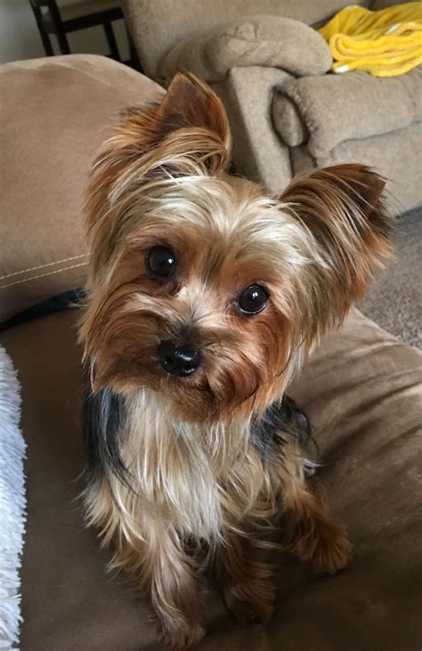 Stevie close up & personal Yorkie love | Yorkshire terrier, Yorkshire ...