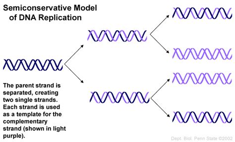 Semi Conservative DNA Replication Model Project 的图像结果