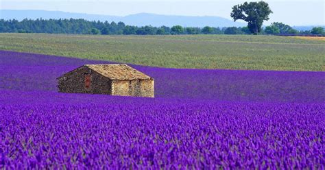 Lavender Fields France Wallpapers - Wallpaper Cave