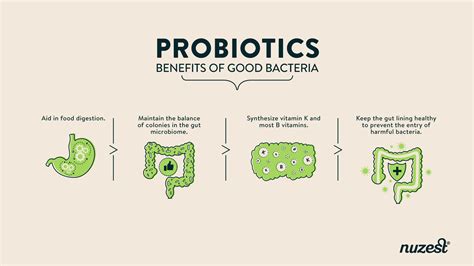 Taking Fiber and Probiotics Together - How Do They Work? – Nuzest SG